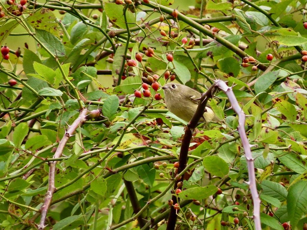 Ruby-crowned Kinglet by Fyn Kynd is licensed under CC BY 2.0.